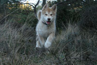 Foto Abril Alaskan Malamute