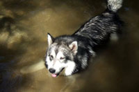 Foto Agosto Alaskan Malamute
