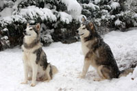 Foto Diciembre Alaskan Malamute
