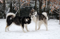 Foto Enero Alaskan Malamutes