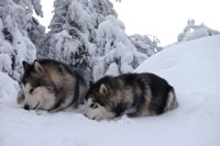 Foto Febrero Alaskan Malamute