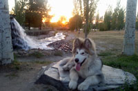 Foto Julio Alaskan Malamute