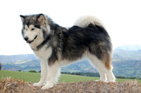 Foto Junio Alaskan Malamute