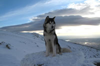 Foto Marzo Alaskan Malamute