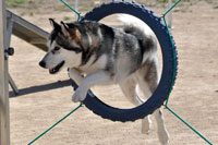 Foto Noviembre Alaskan Malamute