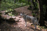 Foto Octubre Alaskan Malamute