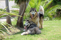 Foto Septiembre Alaskan Malamute
