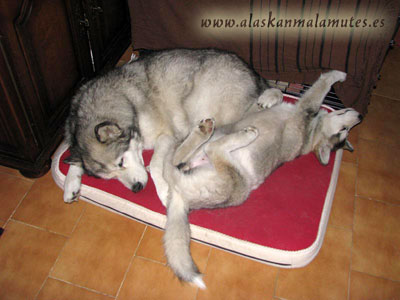 Cachorro en casa