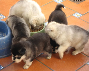 Cachorros de alaskan malamute inici&aacute;ndose en la alimentaci&oacute;n s&oacute;lida.