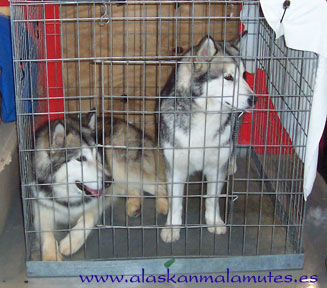 Alaskan Malamutes de Circulo Polar Kennels esperando en su jaula