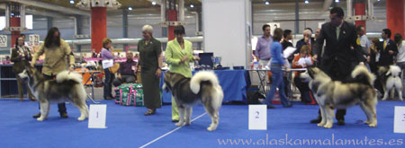 Exposición canina monografica con Nancy Russell