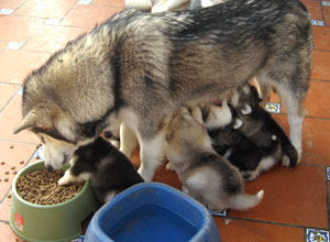 La leche materna es el mejor alimento para los cachorros. Contiene prote&iacute;nas, grasas, vitaminas y minerales en las proporciones necesarias para el buen desarrollo de los cachorros