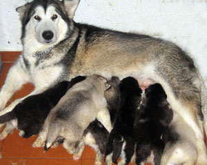 Koda y sus cachorros. Las necesidades energéticas de una perra criando son máximas, más si se trata de una camada numerosa de malamutes.