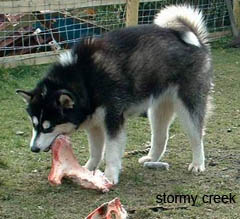 La malamute Stormycreek Skye disfrutando de su jugosa pieza de carne
