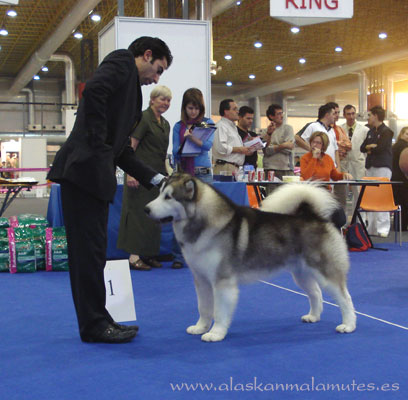 CH: Snowquest King of Landwoods, campeón de la raza alaskan malamute