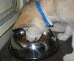 la cachorra D' Carmocan Sherley Blue dando cuenta de su comida