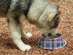 El pienso seco es el método más común para alimentar a un perro, pero debes procurar que sea de buena calidad.