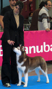 Yo haciendo de handler de la preciosa siberian husky Arwen (From Spain de Nariz de Nieve), propiedad de mi amiga Lía González.