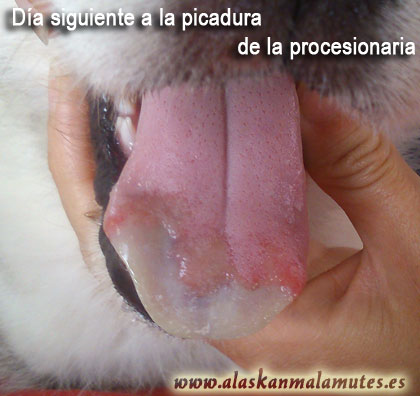 Necrosis en la lengua de un perro tras la picadura de la procesionaria