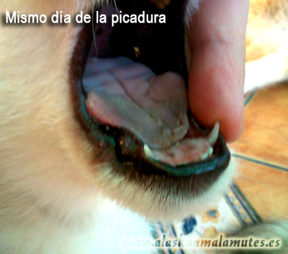 Picadura procesionaria pino en lengua de perro
