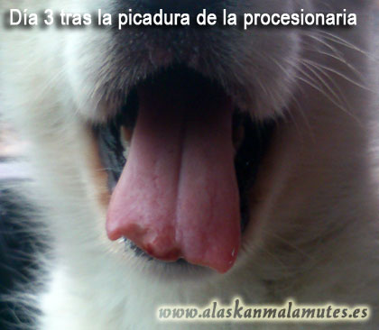 Pérdida de trozo de lengua tras la picadura de procesionaria del pino en perro