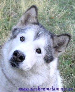 Drusa, une ejemplo de malamute con cara abierta y pequeña llama blanca en la frente