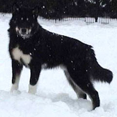 Alaskan Malamute negro