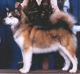 Alaskan Malamute silver
