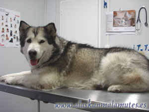 Netooka en una de sus revisiones veterinarias.