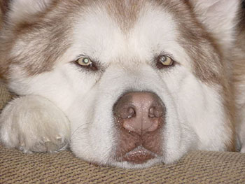 Alaskan malamute lila