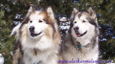 2 perros alaskan malamutes: uno de pelo largo y otro de pelo correcto