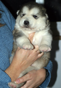 Los cachorros de alaskan malamute son unos de los más bonitos, ¡pero crecen!