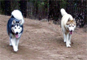 AM hembra gris y SH macho rojo