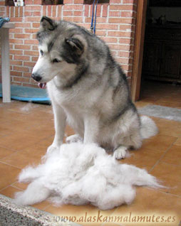 Muda del alaskan malamute