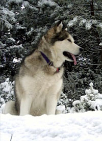 Netooka en la nieve