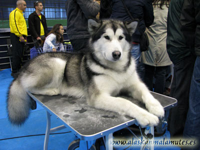 Peluquería canina en malamutes