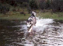 Un charco enorme!!