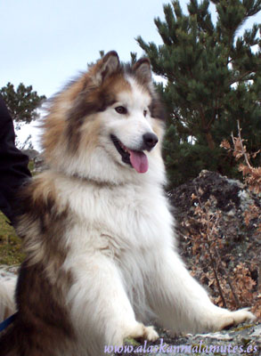 Roy, un precioso alaskan malamute de pelo largo y color sable