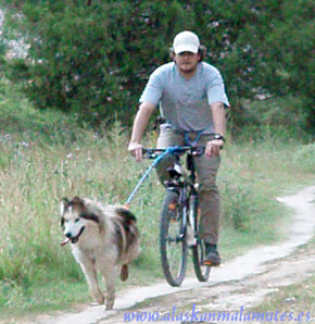 Roy tirando de la bicicleta de montaña, bikejoring