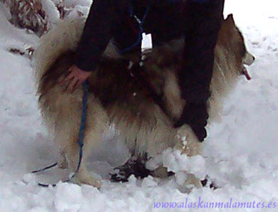Observa las grandes bolas de nieve que tiene pegadas Roy. El pelo largo no es adecuado para un alaskan malamute en la nieve. No críes con un ejemplar de pelo largo o seguirás transmitiendo esa falta.