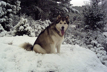 Netooka en la nieve